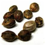 Семена марихуаны АК-47  (Seeds AK-47) в Нолинске